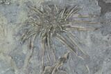 Mississippian Echinoid (Crinoids & Archaeocidaris) Plate - Iowa #95191-2